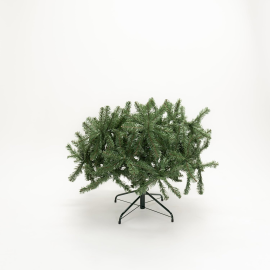 Albero Sassonia Pine