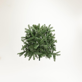 Albero Sassonia Pine